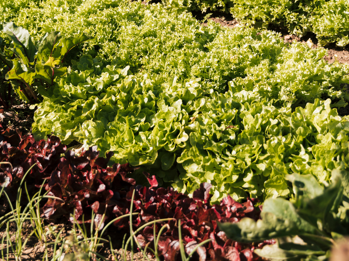 ¿Como hacer un huerto ecológico en casa?